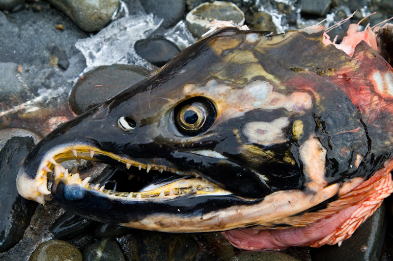 Decomposing Salmon